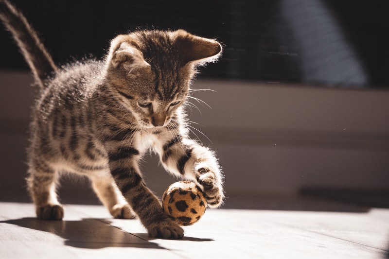 כדור משחק לחתולים
